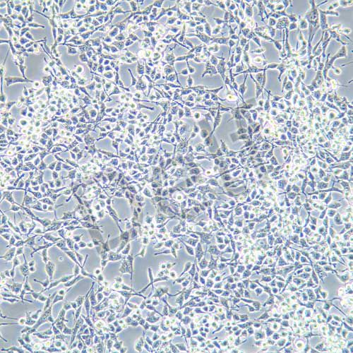 RSC96 大鼠雪旺細胞