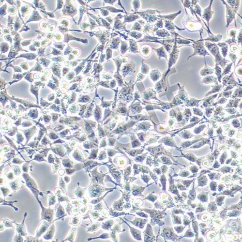 RSC96 大鼠雪旺細胞