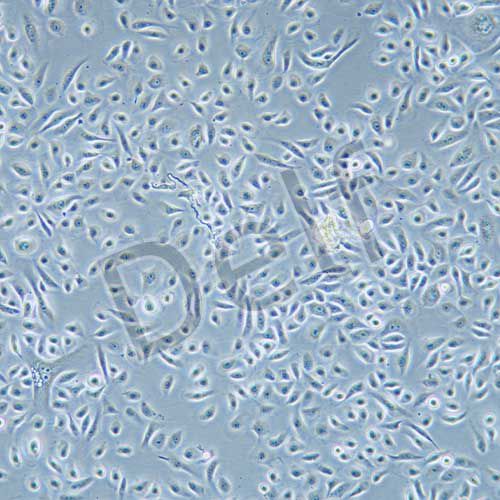 RWPE-1 人正常前列腺上皮細(xì)胞