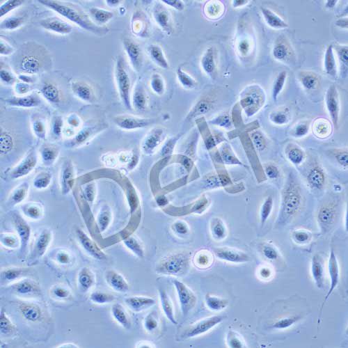 RwPE-2 人前列腺正常細(xì)胞