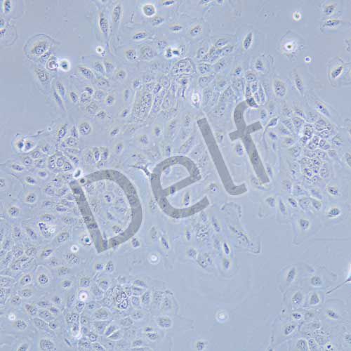 SCC-9 人類鱗狀上皮舌癌細(xì)胞