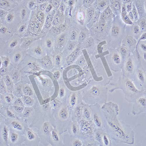 SCC-9 人類鱗狀上皮舌癌細(xì)胞