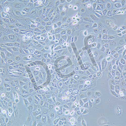 SCC-25 人口腔鱗癌細(xì)胞