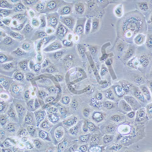SCC-25 人口腔鱗癌細(xì)胞