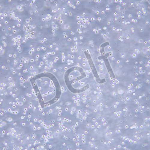 SDOW-17 小鼠雜交瘤細胞