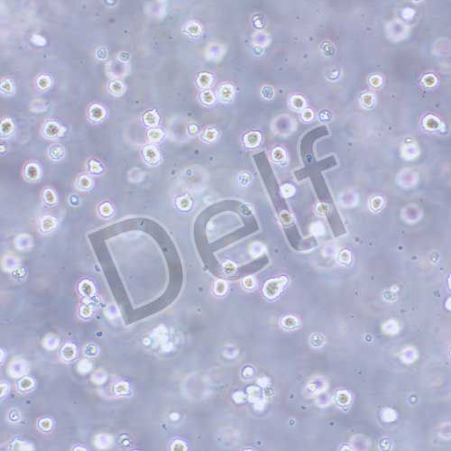 SDOW-17 小鼠雜交瘤細胞