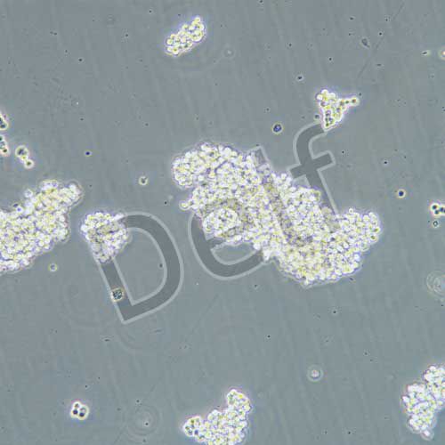 SHP-77 人小細(xì)胞肺癌細(xì)胞