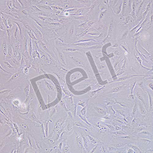 SJSA-1 人骨肉瘤細(xì)胞