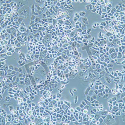 SK-BR-3 人乳腺腺癌細(xì)胞