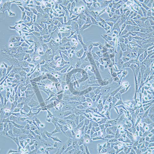 SK-HEP-1 人肝癌細(xì)胞