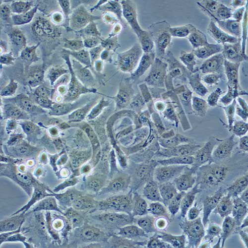 SK-HEP-1 人肝癌細(xì)胞