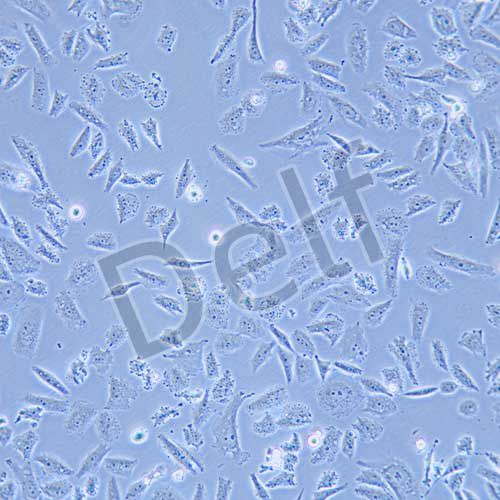 SK-LU-1 人低分化肺腺癌細(xì)胞