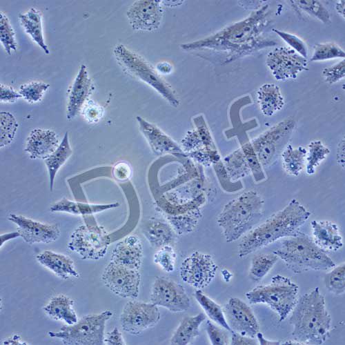 SK-LU-1 人低分化肺腺癌細(xì)胞