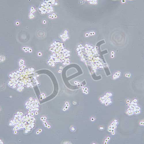 SK-MEL-1 人皮膚黑色素瘤細胞