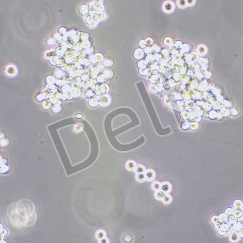 SK-MEL-1 人皮膚黑色素瘤細胞