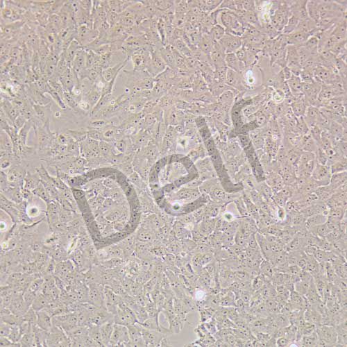 SK-MES-1 人肺鱗癌細(xì)胞