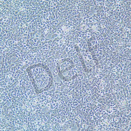 SK-N-MC 人神經(jīng)上皮瘤細(xì)胞