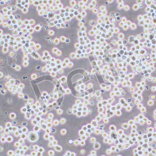 Sp2/O 小鼠骨髓瘤細(xì)胞