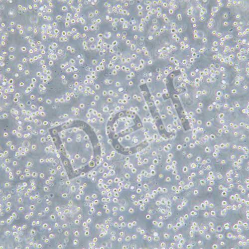 Sp2/O-Ag14 小鼠骨髓瘤細(xì)胞