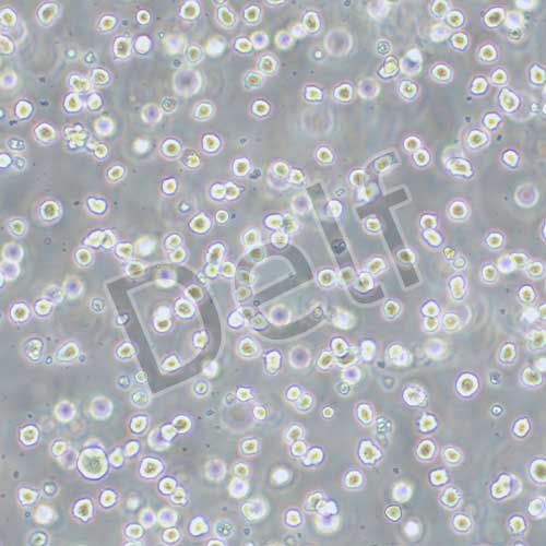 Sp2/O-Ag14 小鼠骨髓瘤細(xì)胞