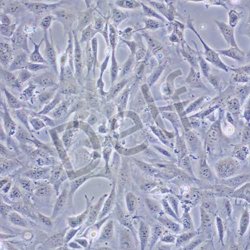 SV40-MES-13 小鼠腎小球系膜細胞