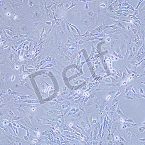 SVEC4-10 小鼠淋巴結(jié)內(nèi)皮細(xì)胞