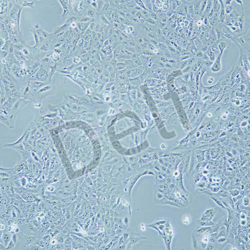 SV-HUC-1 人輸尿管上皮永生化細(xì)胞