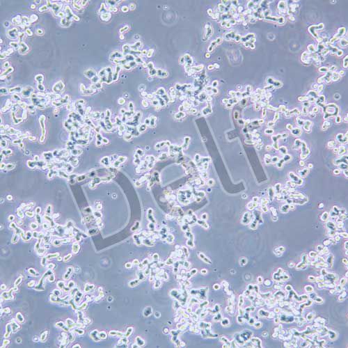 SW48 人結腸腺癌細胞