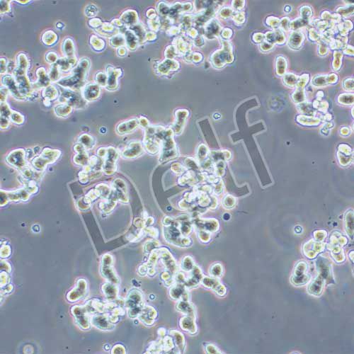 SW48 人結腸腺癌細胞
