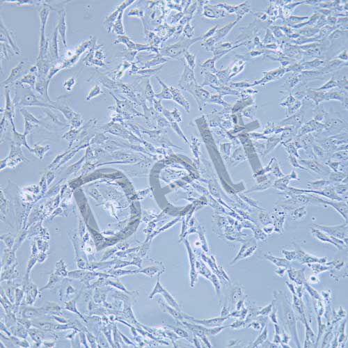 SW982 人滑膜肉瘤細(xì)胞