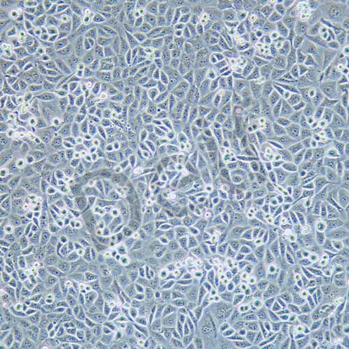 T24 人膀胱癌細(xì)胞