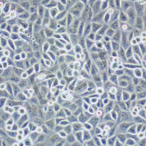 T24 人膀胱癌細(xì)胞