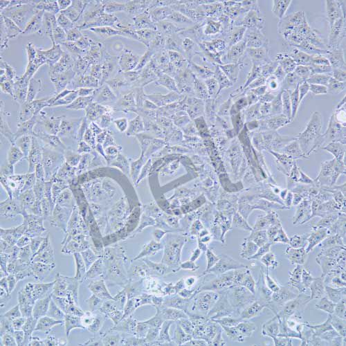 T98G 人膠質(zhì)母細胞瘤