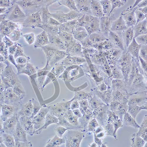 T98G 人膠質(zhì)母細胞瘤
