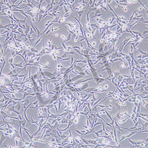 TC-1 小鼠肺上皮細胞