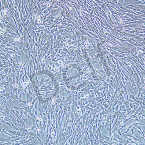 TCMK-1 小鼠腎小管上皮細(xì)胞