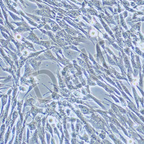 TCMK-1 小鼠腎小管上皮細(xì)胞