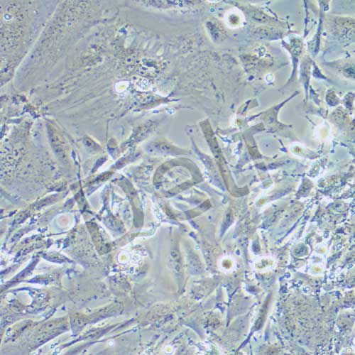 THLE-2 人正常肝細(xì)胞