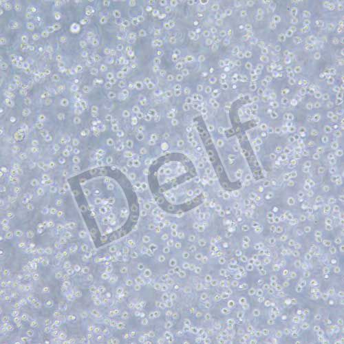 THP-1 人單核細(xì)胞白血病細(xì)胞