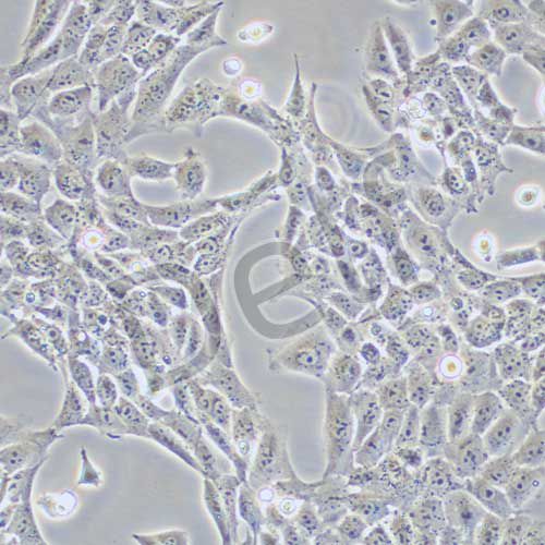 TM3 小鼠睪丸間質(zhì)細(xì)胞
