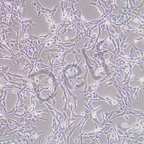 TM4 正常小鼠睪丸Sertoli細胞