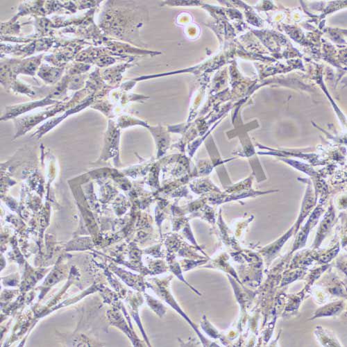 TM4 正常小鼠睪丸Sertoli細胞