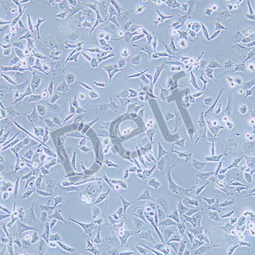 TOV-112D 人上皮性卵巢癌細(xì)胞