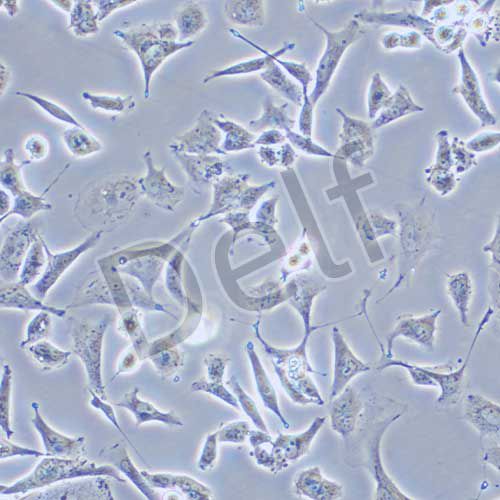 TOV-112D 人上皮性卵巢癌細(xì)胞