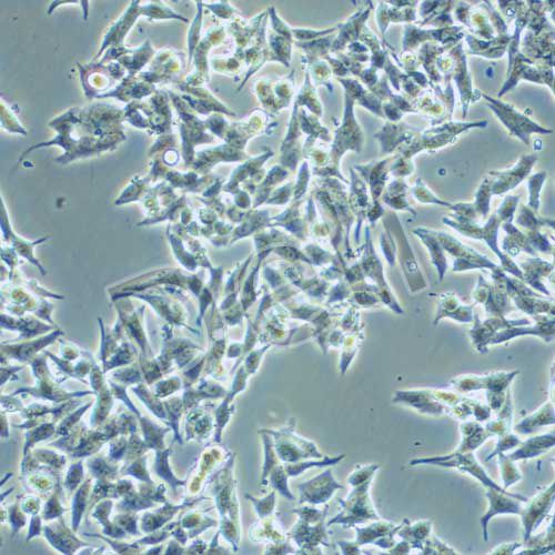 TT 人甲狀腺癌細(xì)胞
