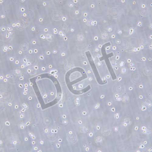 U266 人骨髓瘤細胞