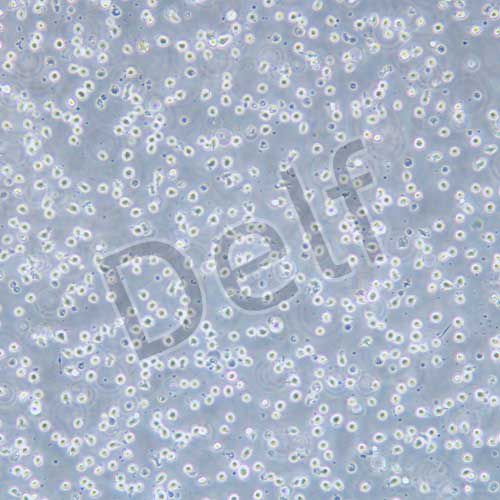 U-937 人組織細胞淋巴瘤細胞