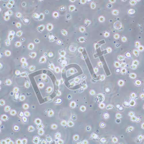 U-937 人組織細胞淋巴瘤細胞