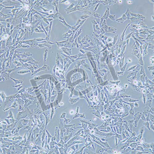 UM-UC-3 人膀胱移行細胞癌