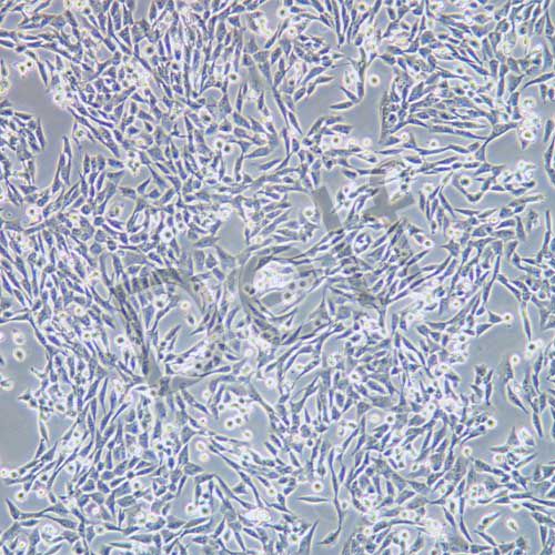 V79 倉(cāng)鼠肺細(xì)胞